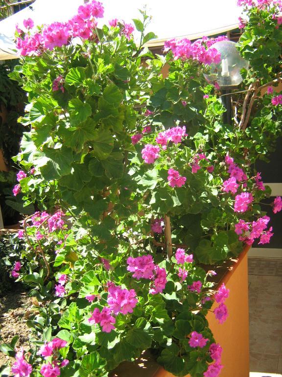 Apartament Terrazza Mimosa Cefalù Zewnętrze zdjęcie