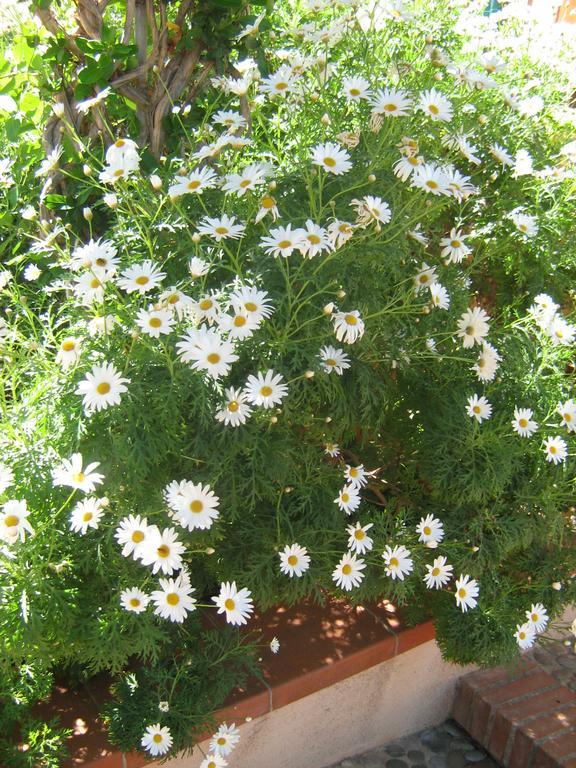 Apartament Terrazza Mimosa Cefalù Zewnętrze zdjęcie